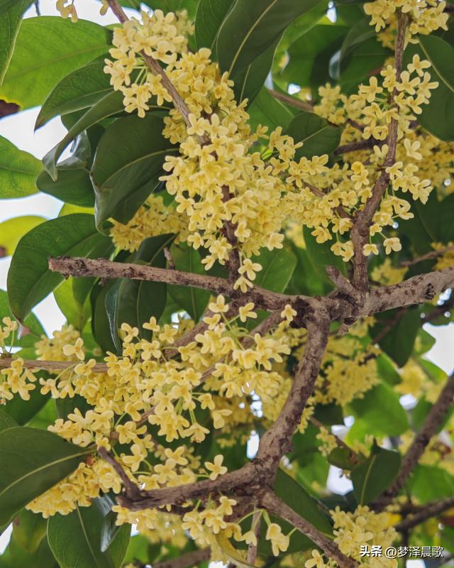 古城云梦：重阳桂花艳 千年古韵香