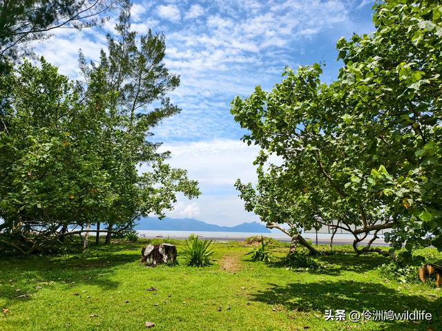 马来西亚(36)砂拉越州⑩峇哥国家公园夜间徒步体验