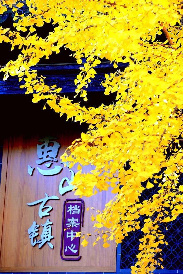 红枫银杏里，读懂惠山古镇的秋冬