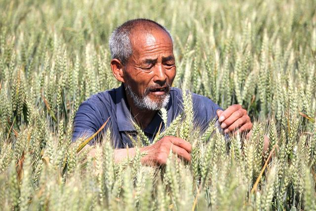 农民也能评正高级职称？从浙江山东到辽宁，多地推行释放什么信号