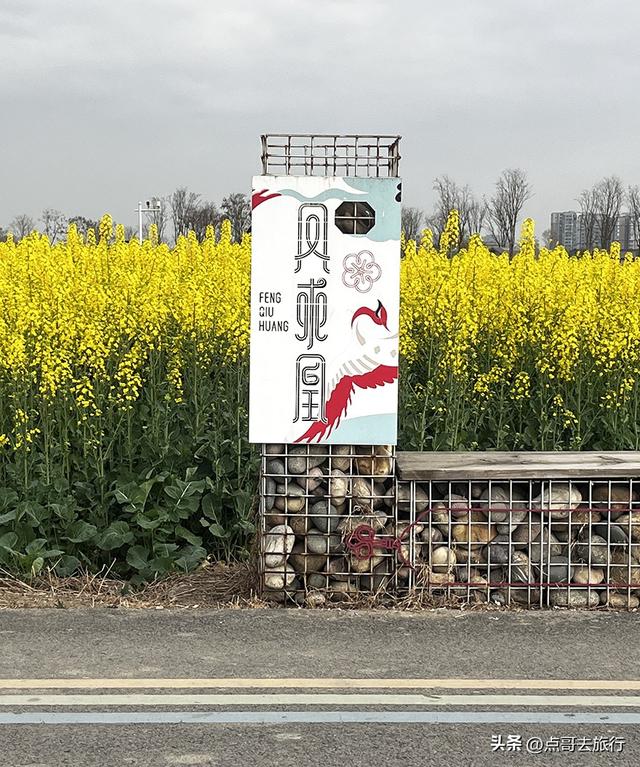 成都城区最大的油菜花田，2000亩铺天盖地般壮美，视觉非常震撼！
