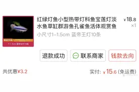 鱼缸折腾，网上买鱼会更皮实？买了10条灯鱼测试图片