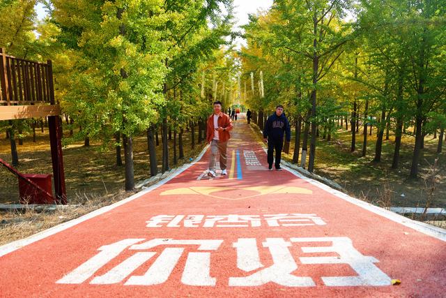 一场黄河畔的冬约 就在沿黄九美银杏林