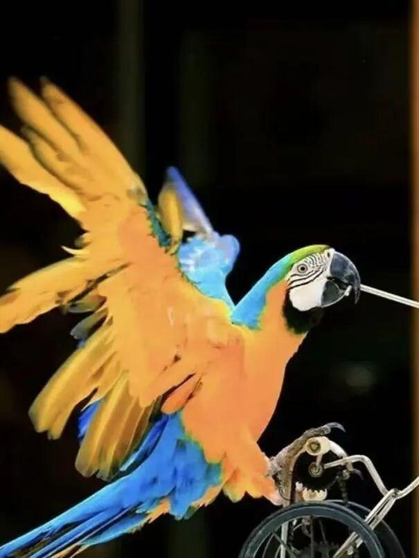 冬日奇遇开启！五洲植物乐园藏着超多惊喜！寻绿不跑空！12月营业时间新鲜出炉~