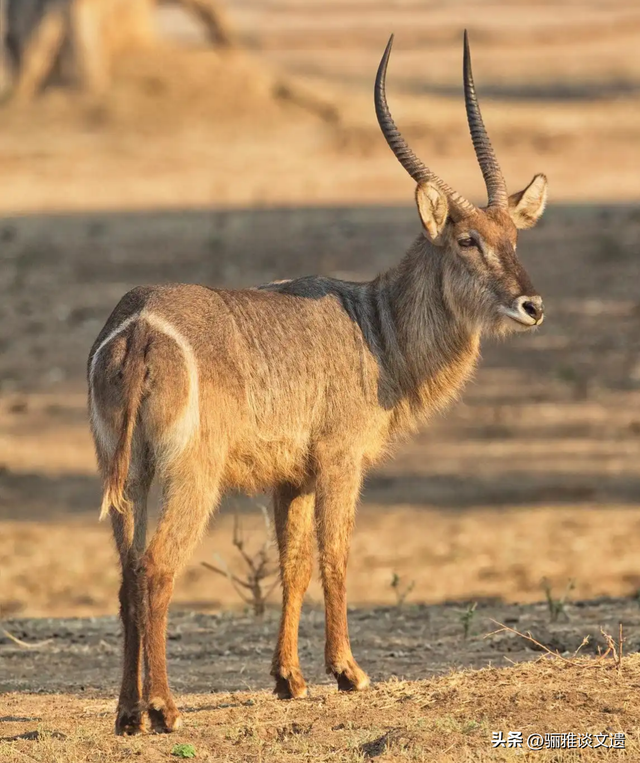 旅行者的终极“地理情书”，大西北八个世界遗产，史诗般绝美画卷
