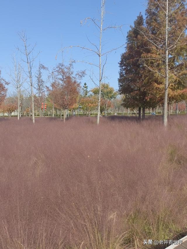 初冬游凤凰公园 || 王留记