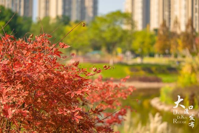 大渡口冬日“顶流”红了