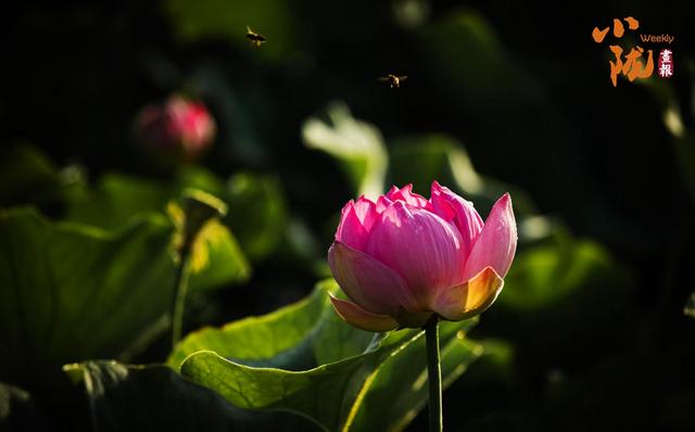 【小陇画报·411期】永靖：太极岛荷花盛开 一池诗意等您来