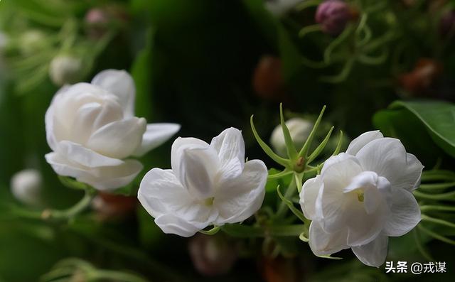 45岁大姐停掉菜场生意！外出遭罪后回归，生活竟能这样开挂？