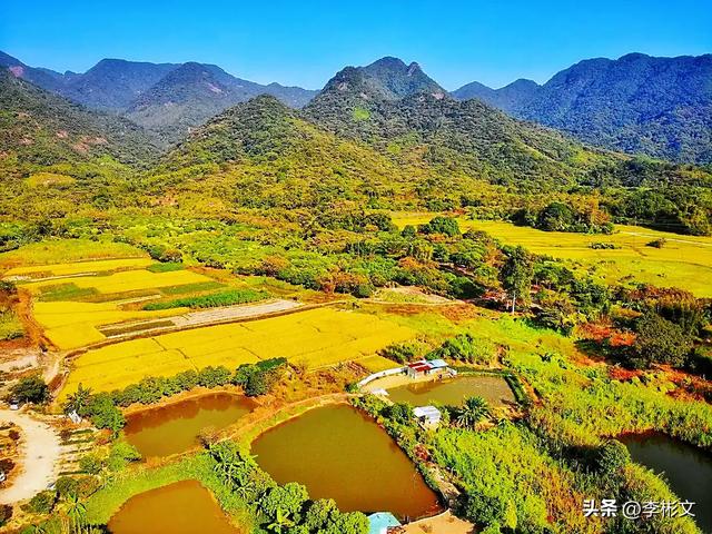 散文·汉中四月,油菜金黄·