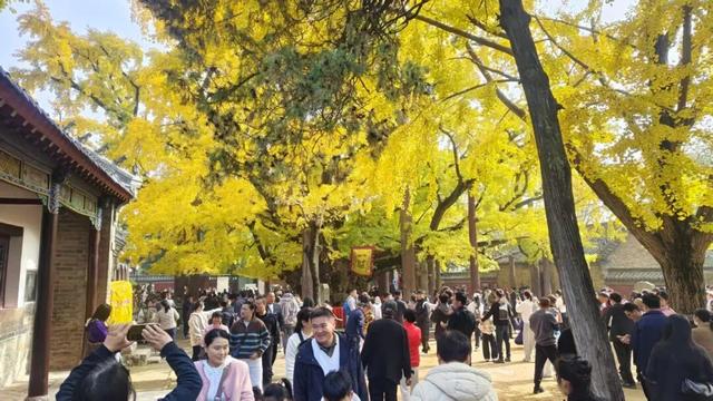 日照这里的千年银杏树，已进入高光时刻~