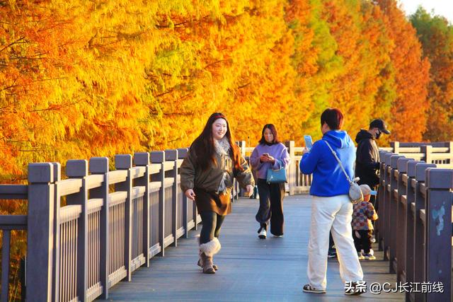 河南淮滨：落羽杉红了，美女们来啦！