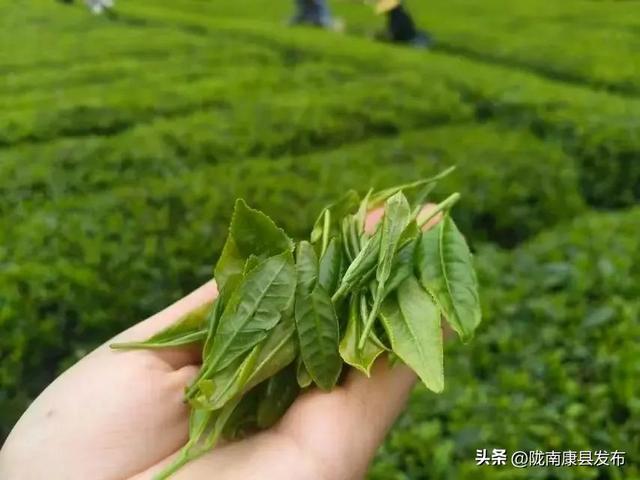 你见过怎样的康县？