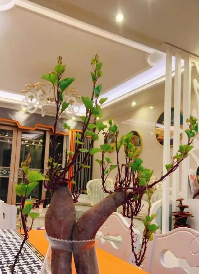 陕西一男子，晒“客厅红薯瀑布”走红，网友：我以为是塑料装饰品