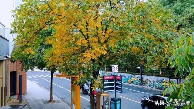 黄浦的秋：色彩与诗意“交响”