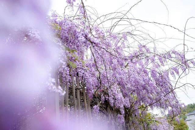 杭州春日“绝绝紫”瀑布已上线！
