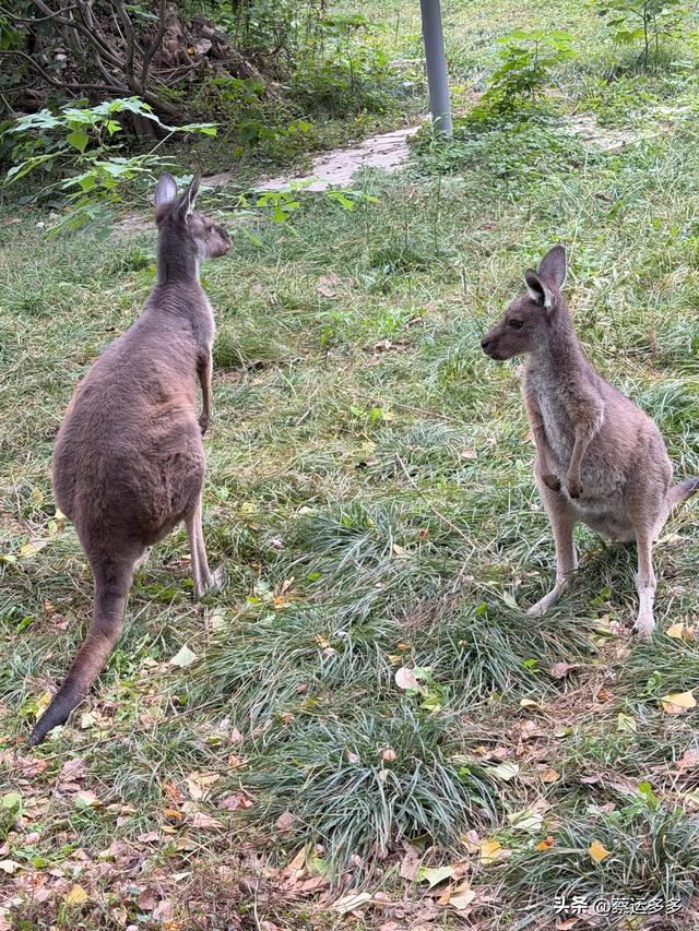 上海动物园的高颜值图鉴