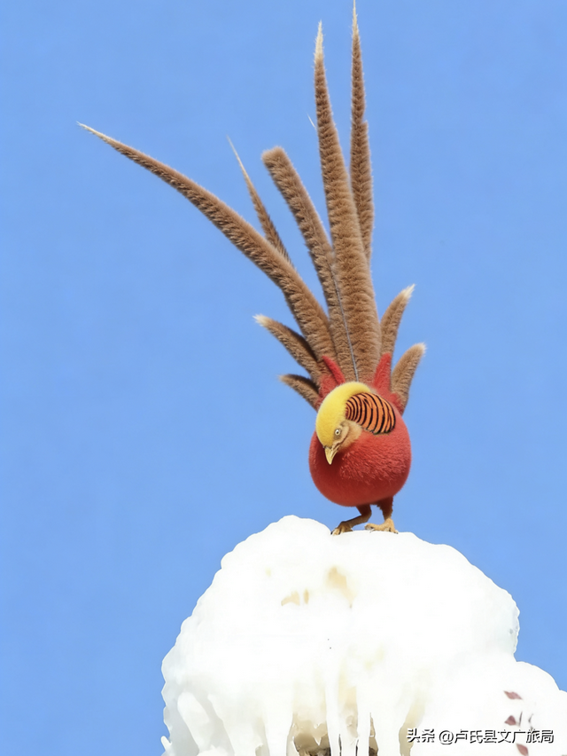 【文旅医养】下雪啦~一起闯进毛绒绒的卢氏吧！