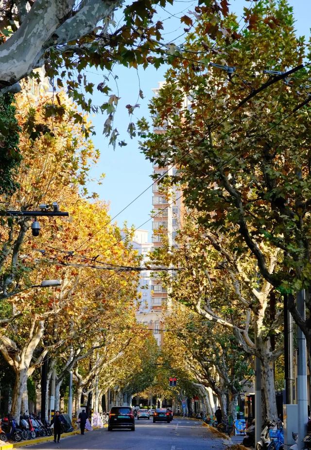 秋色浓度已拉满,谁还没偶遇申城街头的 “赤橙黄绿交响曲”?