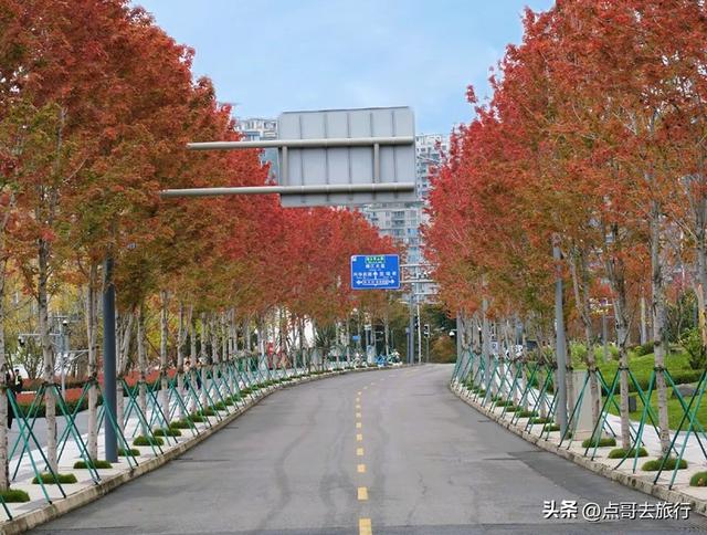 成都这4个彩林会爆火，既壮观又唯美，全部免费，地铁公交直达！