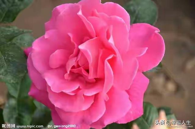 情人是天定的缘，若注定相遇，千山万水终会相逢。