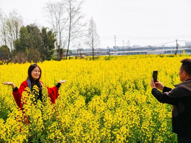 100%出片！郫都蝴蝶村彩色油菜花海，进入最美花期