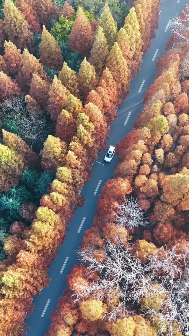 这个冬天，被山东这片红色“暖”到了！