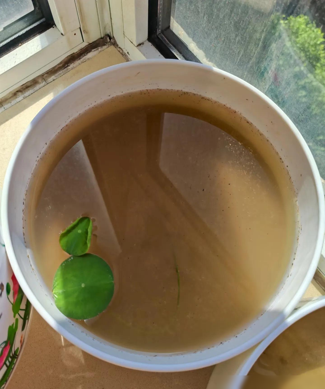 北京一户人家因阳台“荷花开花太美”走红，网友羡慕的都说卷了