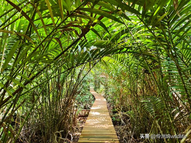 马来西亚(35)砂拉越州⑨峇哥国家公园徒步线路