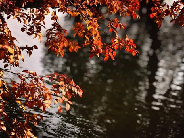 深秋彩叶已上线，打卡超出片