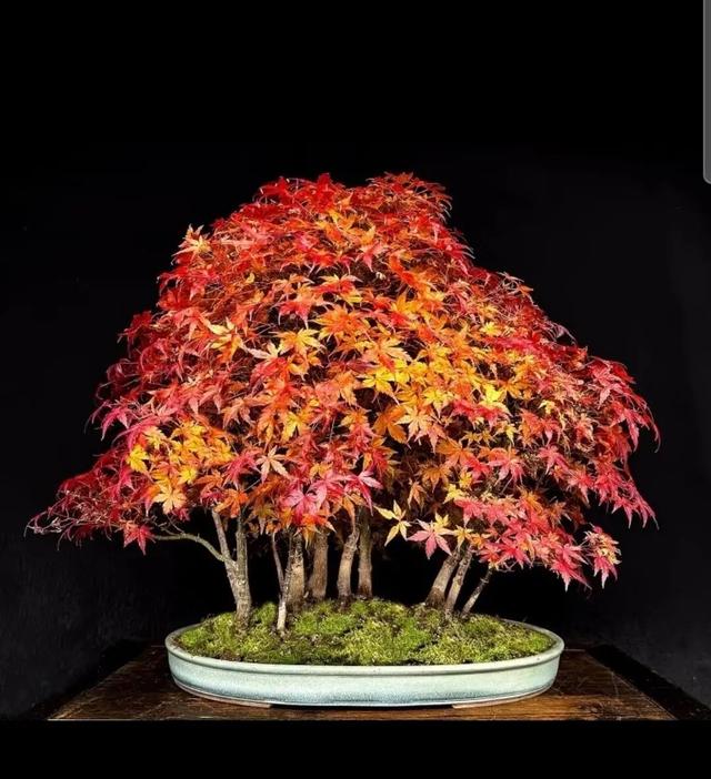 丛林盆景制作技巧｜把“微型森林”搬回家，丛林盆景这么做超简单