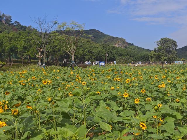 环西丽湖绿道骑行慢行随拍-动个好奇心
