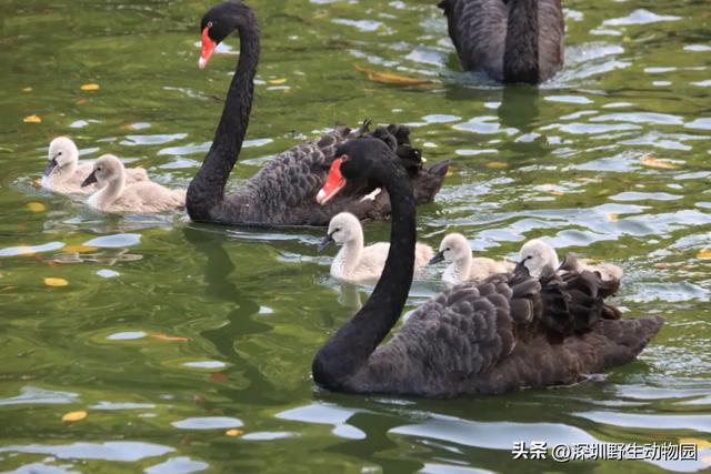 落羽杉红了，天鹅宝宝也出窝啦！