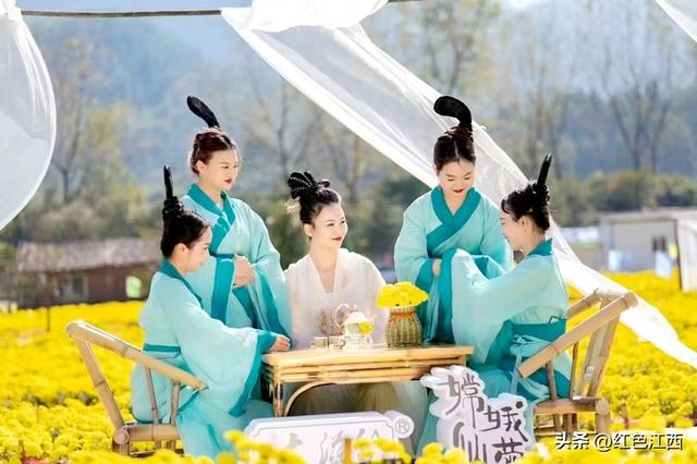 硒土菊黄，明月山的金色情书