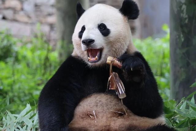 春秋假福利！卧龙中华大熊猫苑18岁以下青少年免票游