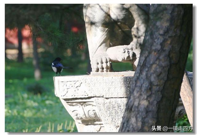 沈阳东陵郊野公园“精灵”出没