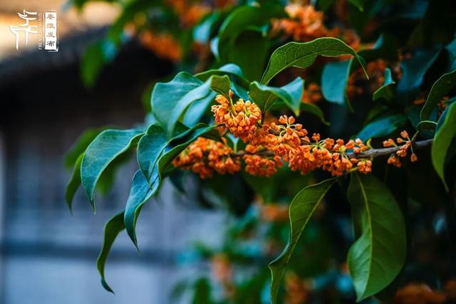 花样秦淮｜秋桂