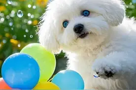 毛孩家长必藏！家庭养狗常备药清单图片