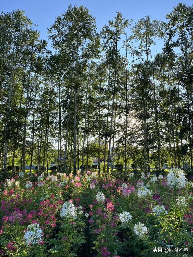 夏季想避暑，去漠河吧