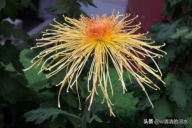 菊花是秋天里绝美的画卷