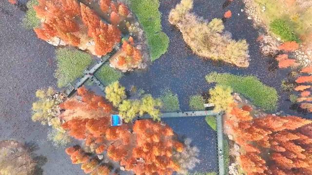 鱼鸟河公园：一抹“水杉红” 醉染初冬
