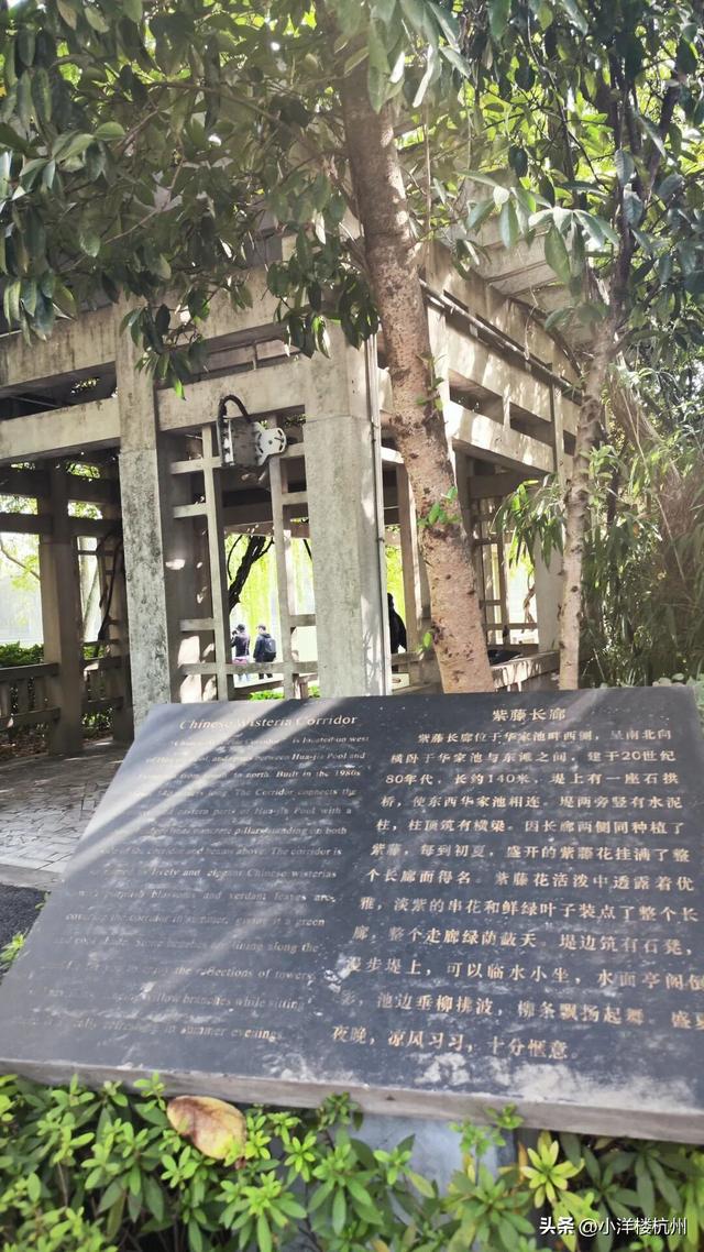 跟随树友们逛中国第一座现代植物园——浙大植物园