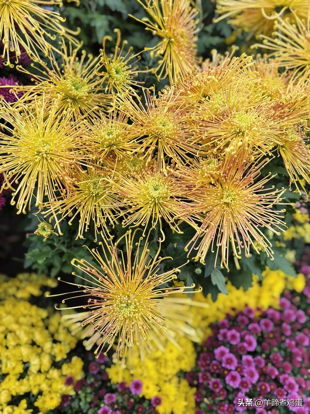 秋风独宠一园菊，晚来香艳出樊篱——北京北海公园2025年菊花展