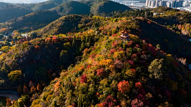 丹枫醉染云间岫，银杏金铺滇海秋 —— 昆明清秋觅胜长歌