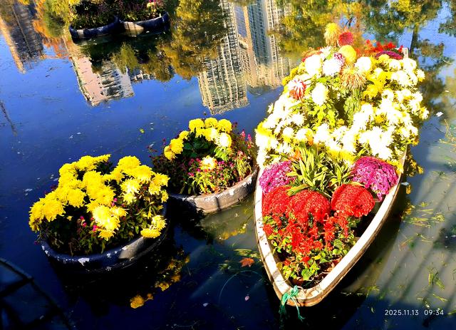 中山公园的菊花