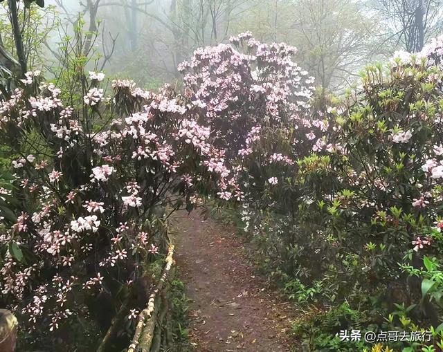 四川又一高山杜鹃惊艳了，刚好进盛花期，云海中的花园，非常唯美