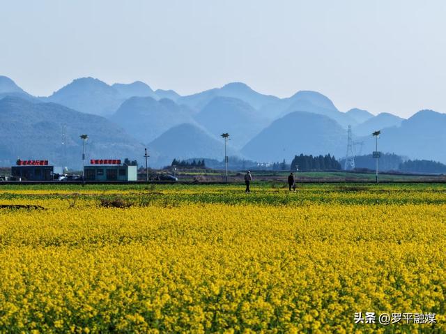 罗平：油菜花梯次绽放 向人们发出春天的邀请