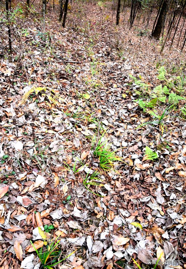 一条路，落叶无迹——贵州冬日风光