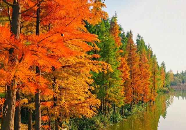 刚拍下!洛阳这个大型公园美爆了