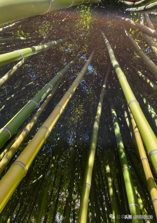 大连两片超美竹林，第二个很少有人知道